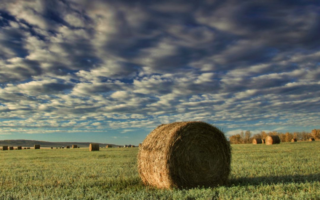 The Future of Grass