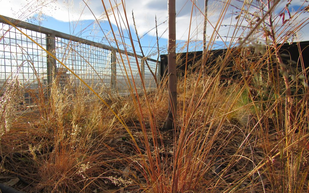 Denver’s new green roof law has some surprising implications for water