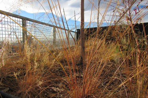 A green roof on Zeppelin Station in Denver.