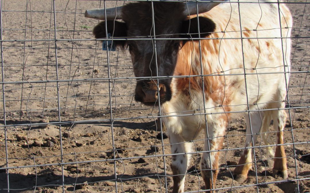 Climate change to trigger fundamental changes on Colorado’s ranches