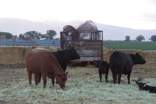 Cattle have their evening meal in the San Luis Valley. June 6, 2019. Credit: Jerd Smith