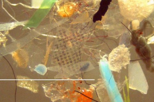 Microplastics measured as part of a San Francisco Bay research project. Credit: San Francisco Estuary Institute (SFEI)