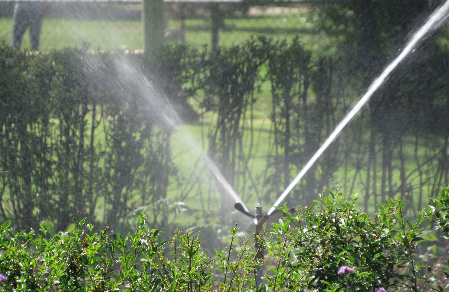 A sprinkler waters the gardens at Washington Park, one of the neighborhoods whose lead service lines pose a risk to residents. July 12, 2019. Credit: Jerd Smith