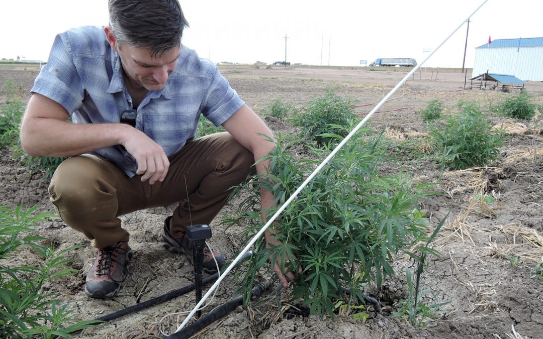 Is hemp’s water-saving rep deserved? Colorado researchers launch wave of testing to find out