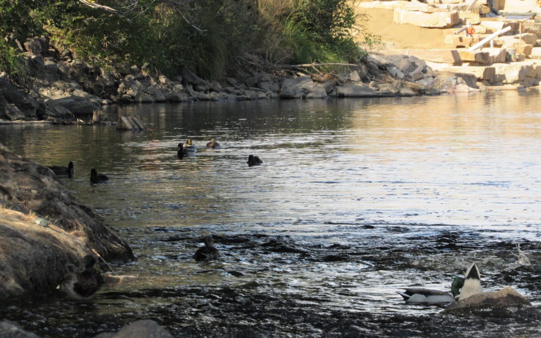 City of Denver, Army Corps launch $11 million+ rehab program on the South Platte River