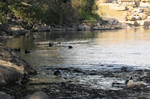 Ducks patrol the South Platte River as construction workers shore up bank. Oct. 8, 2019. Credit: Jerd Smith