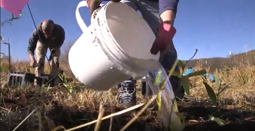 Can a reforestation effort along the Yampa River relieve high-temperature streamflows? Watch the story with Fresh Water News and PBS’ This American Land