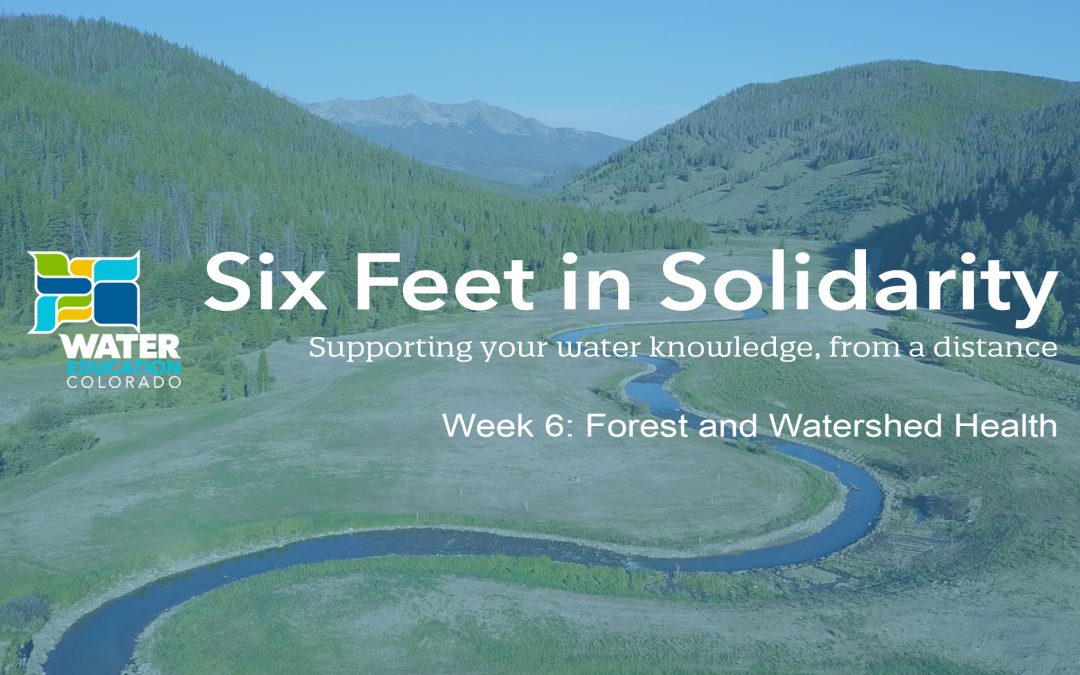 Six Feet in Solidarity – Week 6: Forest and Watershed Health