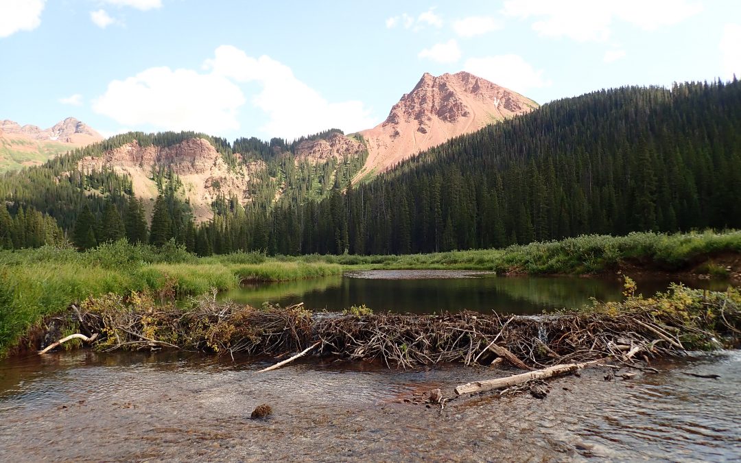 Scientists: Beavers latest tool to emerge in rebuilding drought-stricken streams