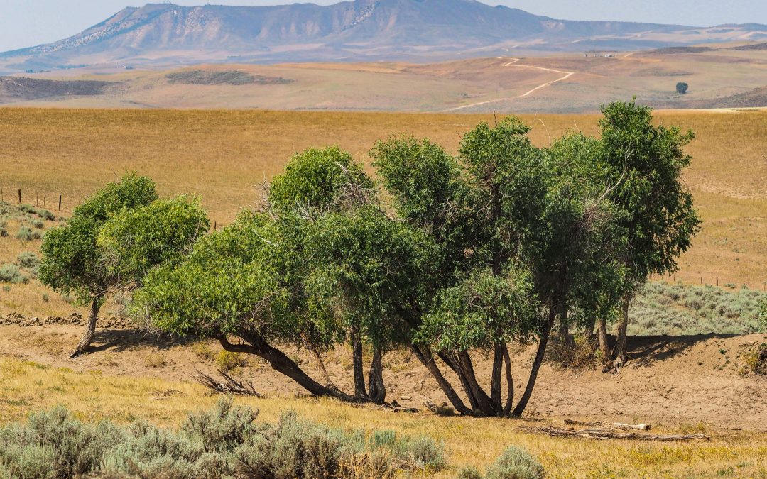 Water planners pray for snow as 2022 forecast shows dry weather ahead