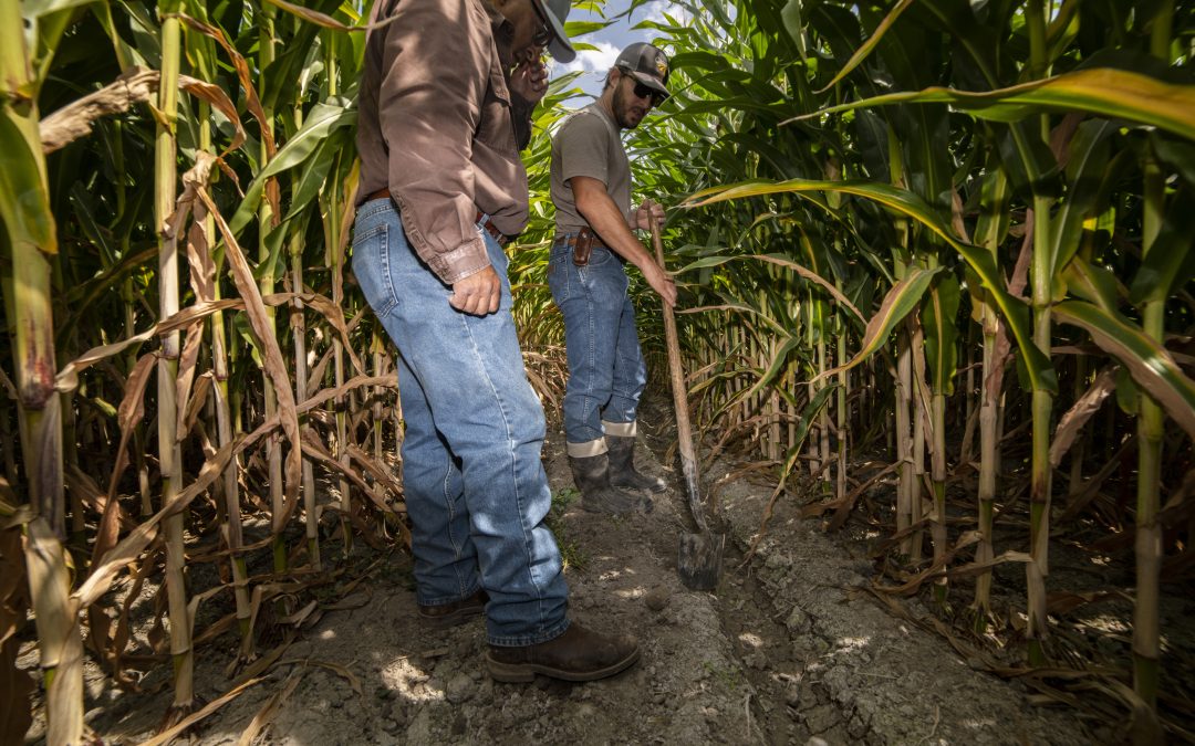 Report: Cash isn’t enough to bring Colorado River Basin growers to the water conservation table