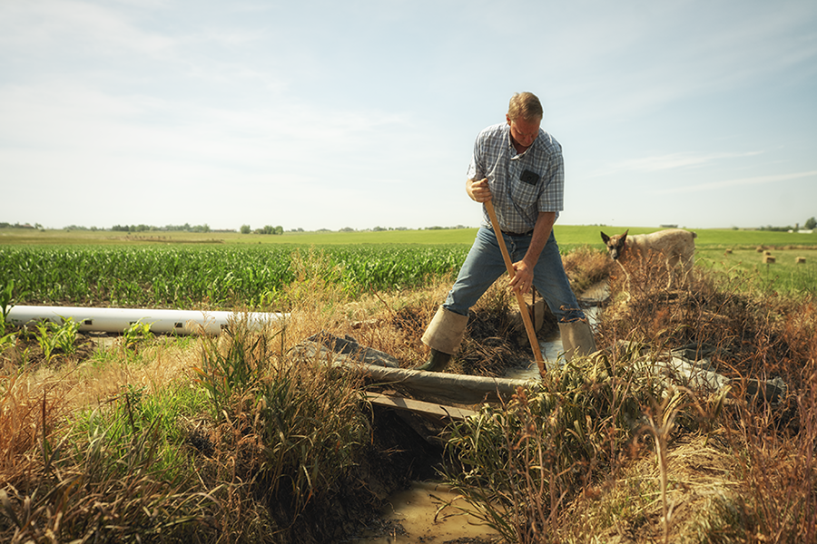 Cultivating Cleaner Water