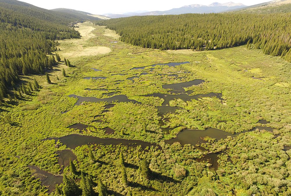 Can Colorado’s source streams make a comeback? These scientists, and beavers, think so