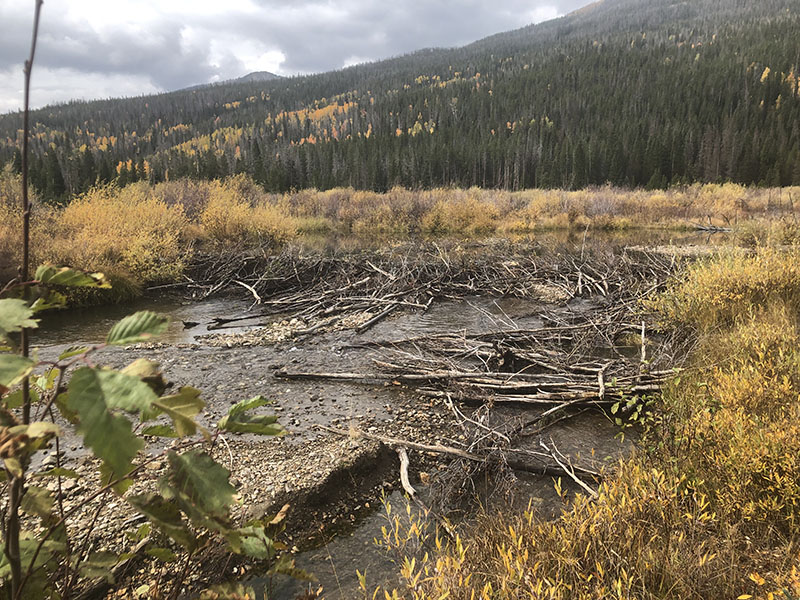 Stream restoration evolves to include beaver imitation, gets boost from Colorado Legislature