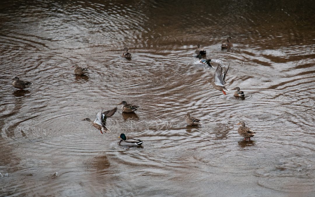 Thousands of permits designed to protect Colorado streams are expired