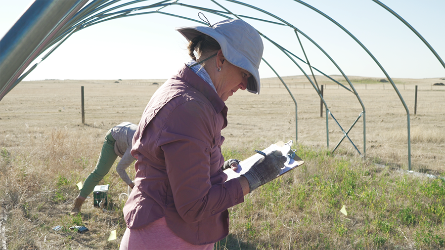 CSU Researchers: Colorado’s shortgrass prairies could face a new dust bowl as extreme droughts become more common