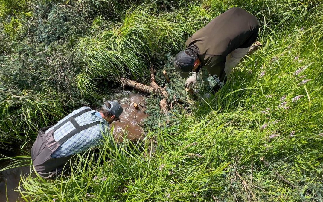 Becoming Beavers, a Story About Low-Tech, Process-Based Restoration