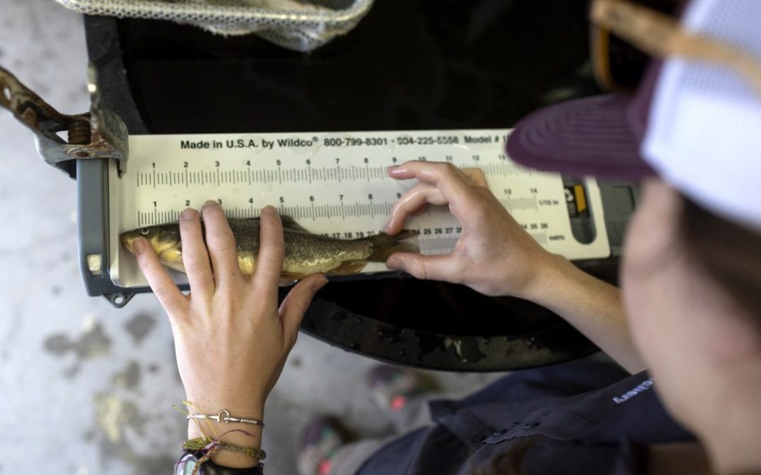 Palisade High School’s endangered fish hatchery is helping restore the native razorback to Colorado rivers