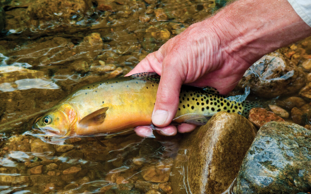 As Colorado’s native fish struggle, wildlife scientists are working to make their lives easier