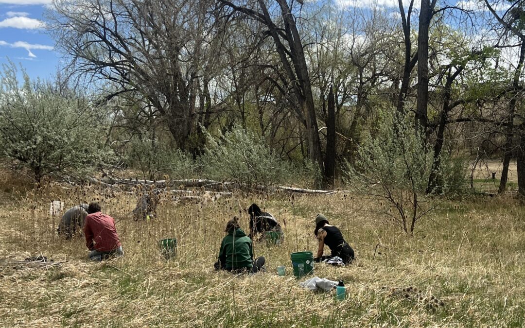 Small Business, Big Impact: How Corporations are Securing Colorado’s Water Future